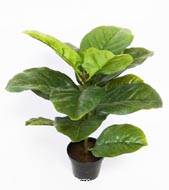 Ficus robusta artificiel en pot H 40 cm feuillage tergal Superbe 