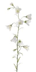 Campanule faux en tige Fleur des champs H65cm idéal bouquet BlancNeige