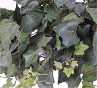 Guirlande de lierre anglais artificiel, anti-UV, L 200 cm Vert