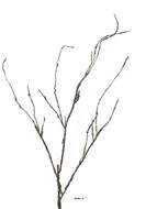 Branche de bois artificielle, 3 ramures, H 95 cm - BEST