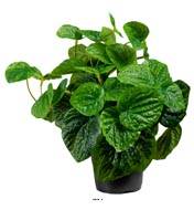 Peperomia plante verte factice en pot H25cm D25cm Feuilles vert dense