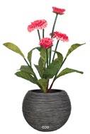 Bellis perennis, paquerettes artificielles en pot H 30 cm Rose soutenu