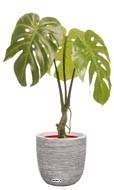 Monstera deliciosa artificielle en pot H 60 cm, D 42 cm