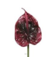 Tige Anthurium artificiel L 66 cm Aubergine