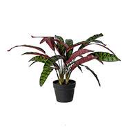 Calathea artificiel en pot H 60 cm D 65 cm qualité haut de gamme