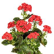 Geranium artificiel en piquet 40 cm 7 tetes superbes feuilles exterieur Rouge