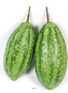 Cabosses lot de 4 fruits cacao artificiels 17 cm D 7 cm
