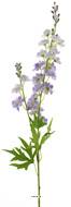 Tige de Delphinium poupre-blanc H 85 cm 