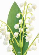 Brin de muguet avec feuillage H28 cm Ravissant