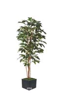 Cafeier artificiel H 150 cm 471 feuilles fleurs et grains en pot