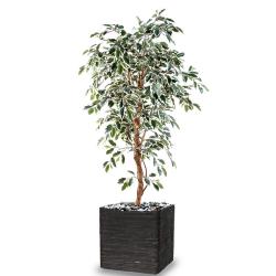 Ficus Benjamina artificiel Panache grande feuille 1 tronc naturel en pot tronc naturel H 180 cm Blanc-vert