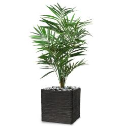 Palmier Kentia artificiel H 240 cm Dense et Aerien en pot