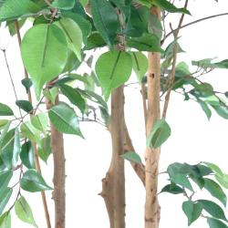 Ficus Natasja Artificiel multitroncs bois en pot H 210 cm Vert