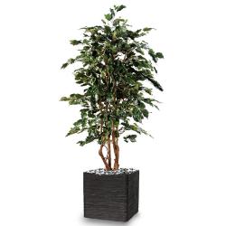 Ficus Exotique Artificiel multitroncs naturels en pot H 180 cm Vert