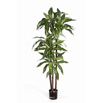 Dracaena artificiel Fragrans 3 troncs en pot H 120 cm Blanc-vert D 60cm