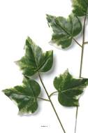 Branche 3 feuilles de lierre panache factice x12 H43cm D22cm superbe