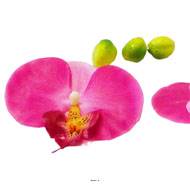 Têtes fleurons Orchidée Phalaenopsis factices x9 3 boutons Rose fushia