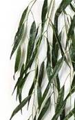 Branche de saule pleureur artificiel H 134 cm 130 feuilles