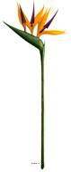 Strelitzia Arabica artificiel H 62 cm oiseau du paradis tête latex