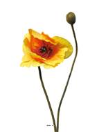 Pavot artificiel H60cm 1 fleur et 1 bouton Superbe fleur Orange - BEST