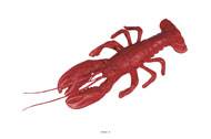 Homard americain artificiel en Plastique souffl L 300x130 mm