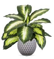 Dieffenbachia factice en pot H38cm feuilles tergal enduit superbe