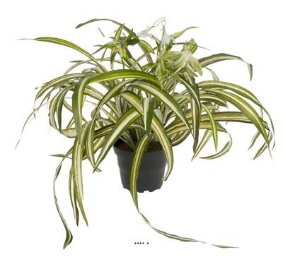 Chlorophytum plante artificielle en pot H 35 cm très dense