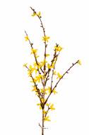 Branche de Forsythia artificiel Jaune H 88 cm 41 fleurs superbe