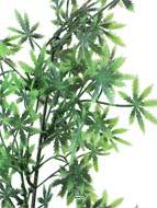 Aralia, Acer en pic plastique artificiel vert H 43 cm superbe