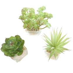 Agave Succulente cactée lot de 3 en pot verre H 9-16 cm Vert Type A