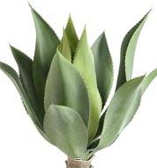 Agave, Aloé vera, artificielle en piquet H 60 cm Vert