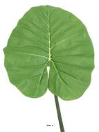 Feuille de Colocasia géante artificielle, H 95 cm - BEST