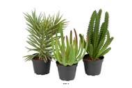 Succulentes plantes factices lot de x3 Cactus en pot H13-17cm