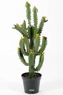 Cactus Euphorbe factice en pot Top qualité H70cm D30cm vert aloé