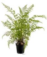 Fougère artificielle proliferum en pot H 80 cm Vert
