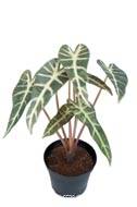 Alocasia artificiel, 7 grandes feuilles, en pot H 30 cm