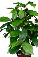 Ficus benjamina artificiel en pot H 40 cm, D 30 cm