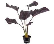 Calathea artificielle en pot, grandes feuilles, H 55 cm Pourpre-rose