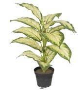 Dieffenbachia artificiel H 40 cm, large feuillage D 35 cm