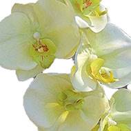 Superbe tige d'orchidée artificielle toucher réel 10 fleurons 110 cm Crème vert
