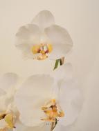 Sublime orchidée artificielle en pot H 75 cm  Blanc neige