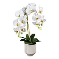 Orchidée phalenopsis artificielle en pot céramique H 60 cm crème