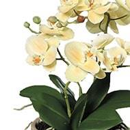 Fausse orchidée en pot céramique H 35 cm adorable Crème vert