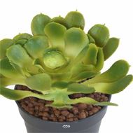 Joli Aloe artificiel en piquet H 18 cm L 15cm Vert