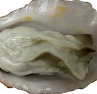 Huitre artificielle numero 5 longueur 6 cm et largeur 4 cm superbe