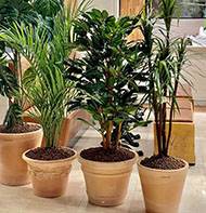 Cuvier moulure en terre cuite H 32 cm D 39 cm Terre cuite