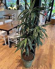 Dracaena artificiel H 120 cm 110 feuilles 5 troncs en pot