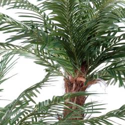 Palmier Cycas 3 Troncs en pot 200cm superbe de realisme