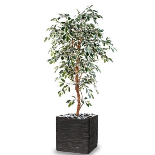 Ficus Benjamina Panache grande feuille tronc naturel H120cm Blanc-vert