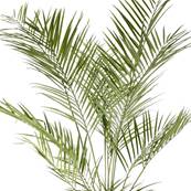 Palmier Areca artificiel H 180 cm en plastique anti-UV en pot